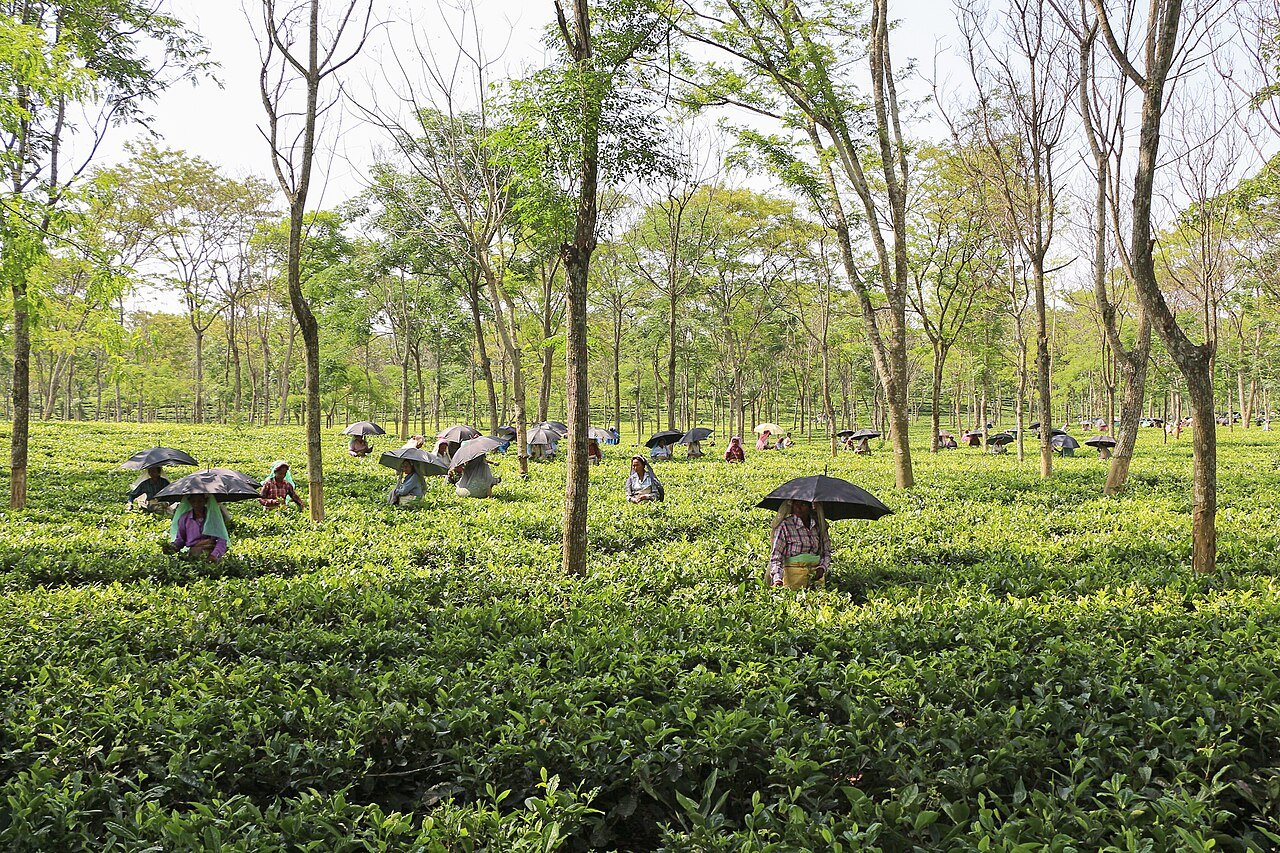 High-converting social media video reels showcasing Darjeeling holidays and tea estate tourism in Siliguri