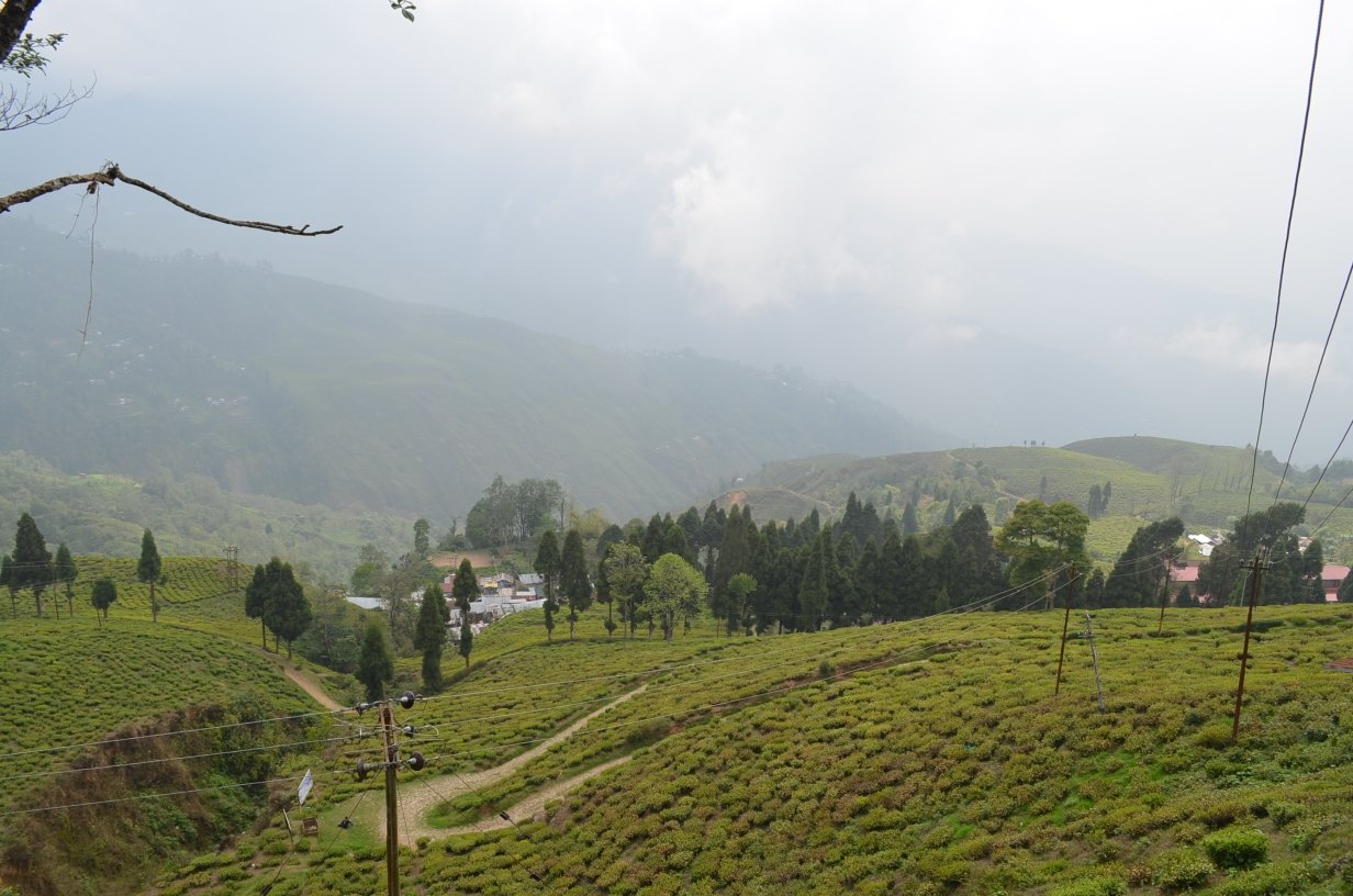 Premium export e-commerce portal for Darjeeling orthodox tea estates and packaging in Siliguri